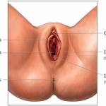 clitoris