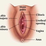 clitoris2